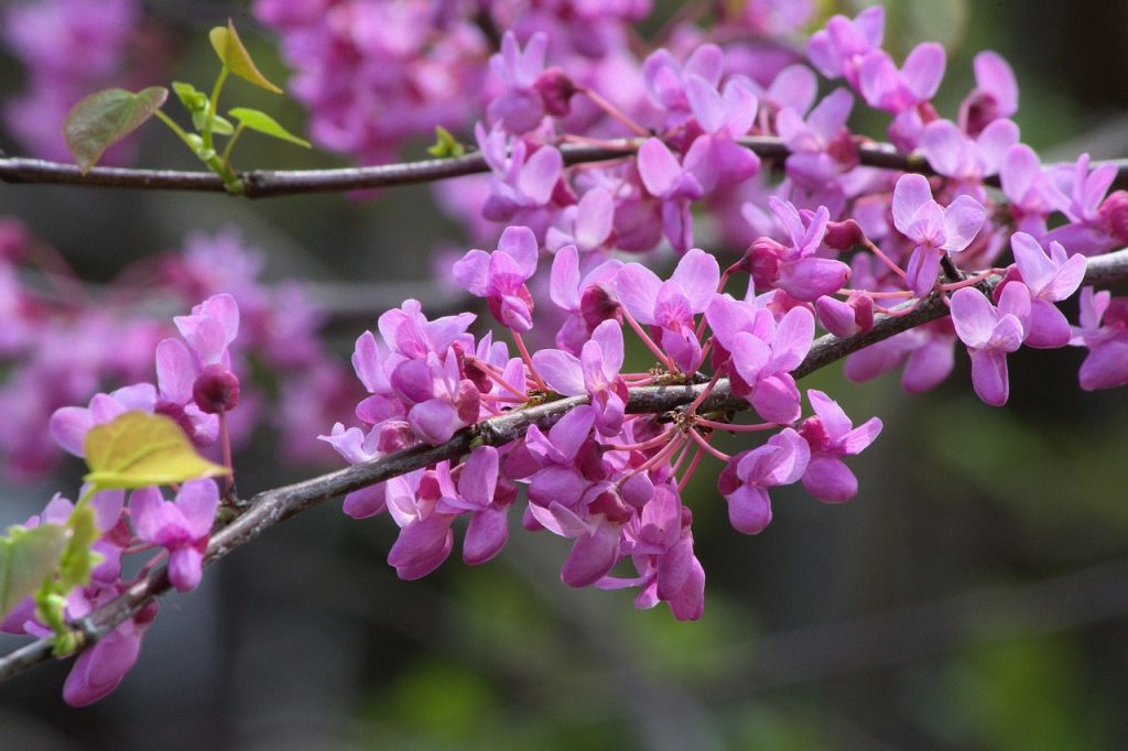 Liste Des Arbres Aux Fleurs Mauves Espace Inspir 